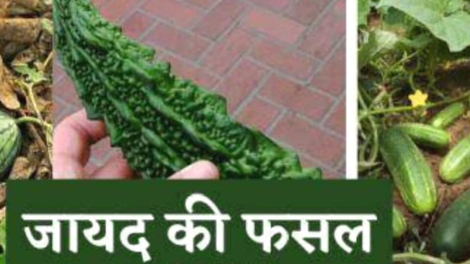 जायद बुवाई के लक्ष्य में उप निदेशक की अंधेरगर्दी : बिछा दी कागजी आंकड़ों की बिसात
