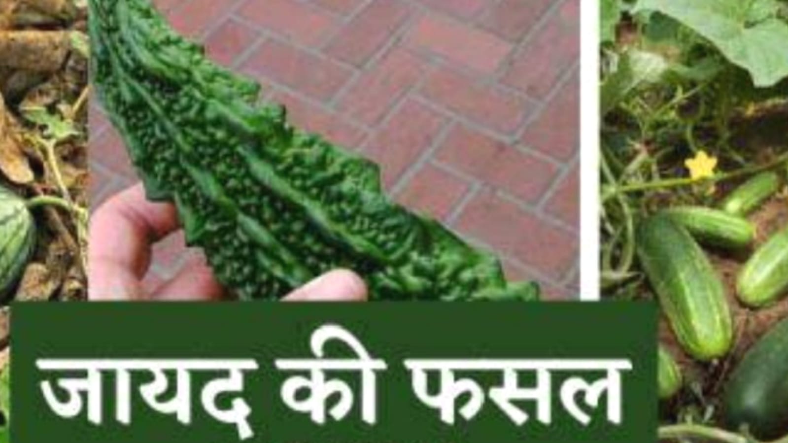 जायद बुवाई के लक्ष्य में उप निदेशक की अंधेरगर्दी : बिछा दी कागजी आंकड़ों की बिसात