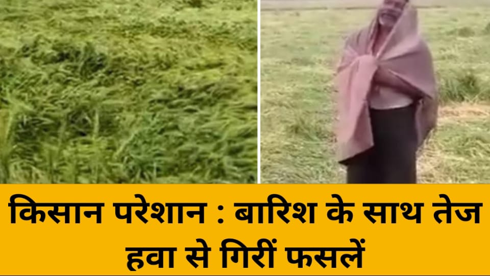 किसान परेशान : बारिश के साथ तेज हवा से गिरीं फसलें
