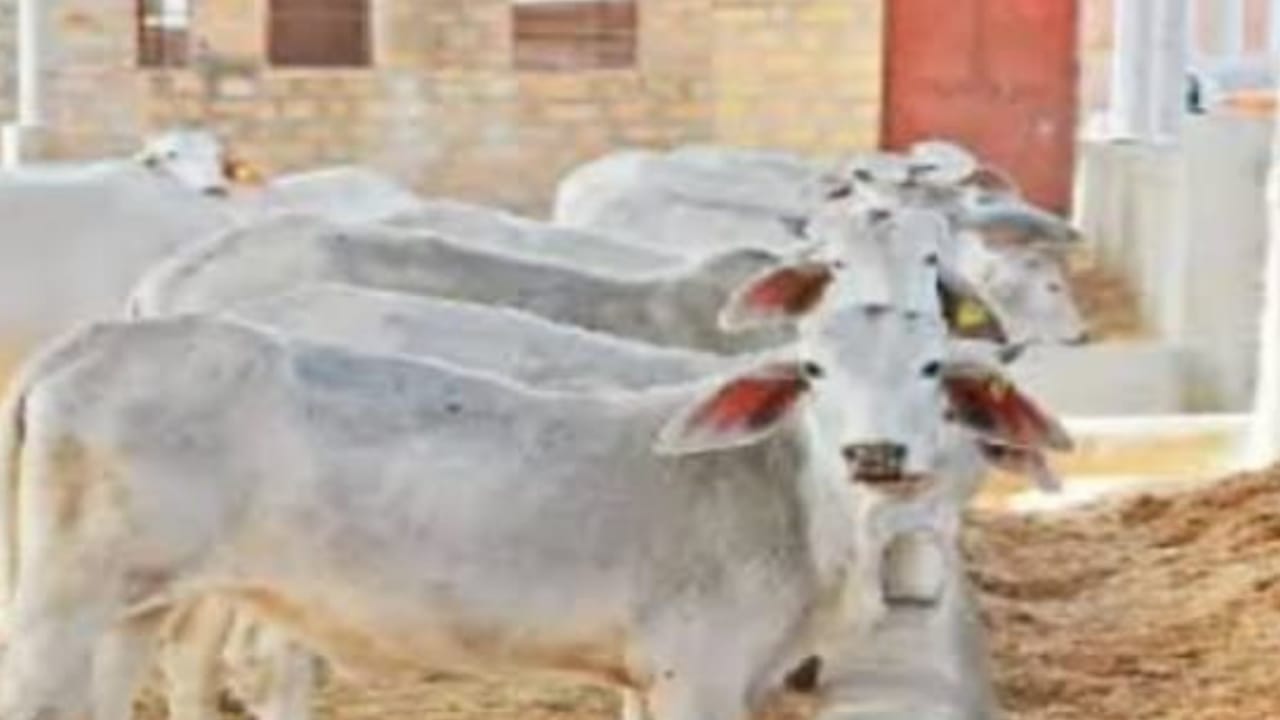 हाय रे हाय गरीबी: मां एवं उसके बच्चों के पालन के लिये शासन एवं प्रशासन बना भिखारी ?