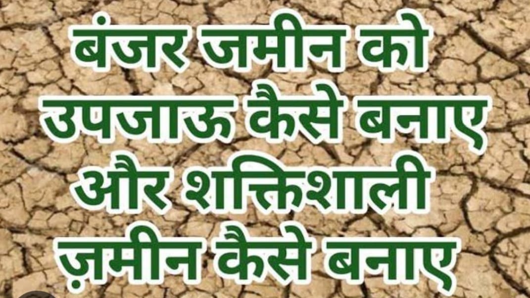 बुंदेली बंजर जमीन पर उगेगी फसल: हेल्थ टॉनिक किसानों को करेगा मालामाल