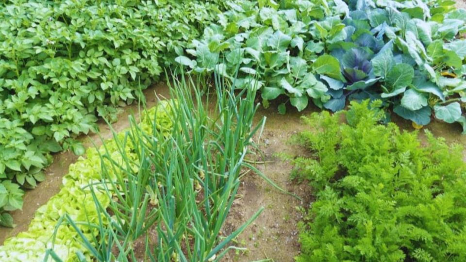 जायद बुवाई के लक्ष्य में उप निदेशक की अंधेरगर्दी : बिछा दी कागजी आंकड़ों की विसात