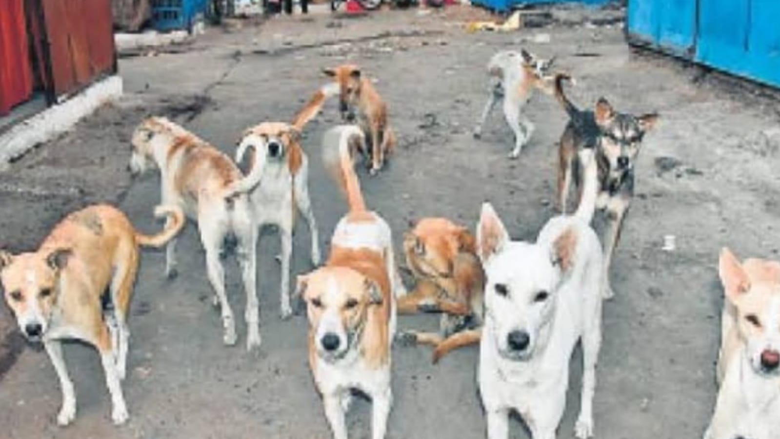 बांदा की गर्मी में कुत्ते हो रहे खूंखार: लगभग रोजाना लोगों को बना रहे शिकार