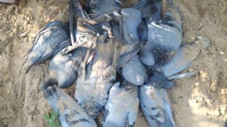 गर्मी बरपा रही कहर, लू से मर रहे हैं रोजाना काफी संख्या में परिंदे