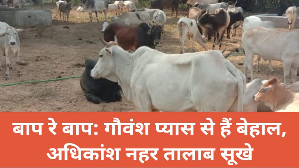 बाप रे बाप, गौवंश प्यास से हैं बेहाल : अधिकांश नहर तालाब सूखे