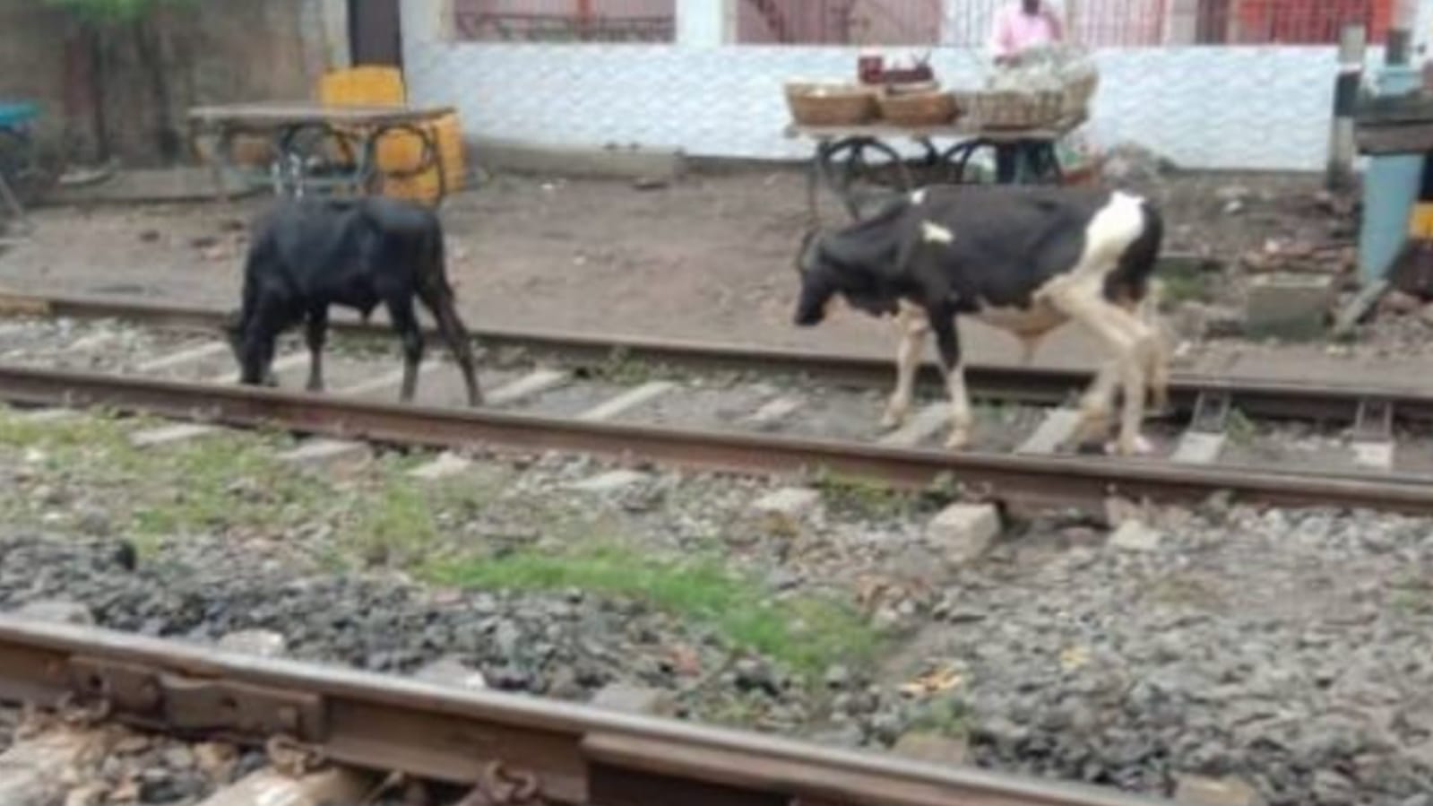 बुंदेलखंड की ट्रेन स्पीड में भोजन भी लगा रहा ब्रेक: अन्ना पशुओं नें थाम दी है गति