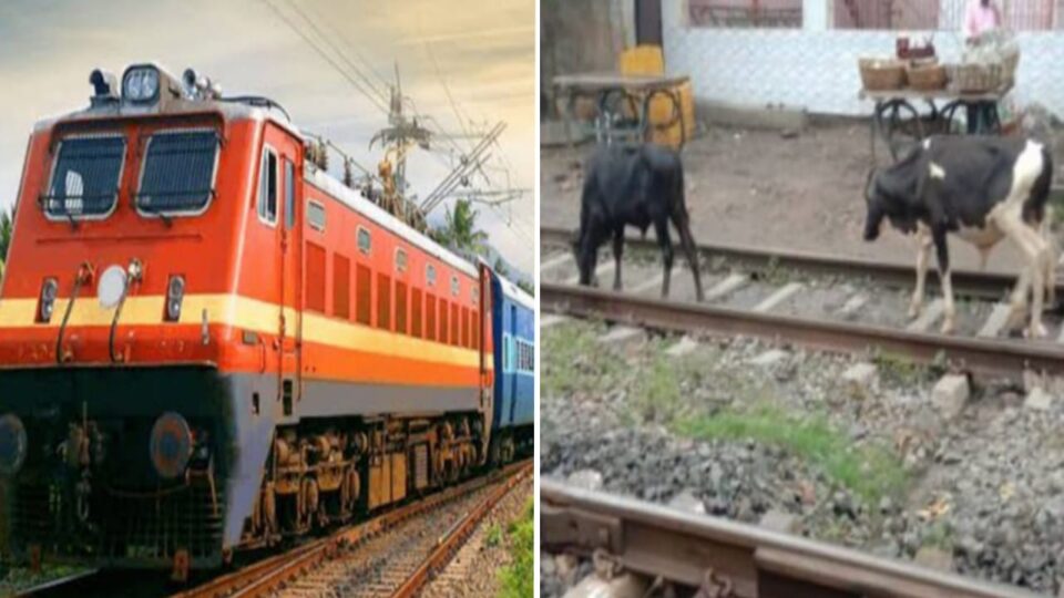 बुंदेलखंड की ट्रेन स्पीड में भोजन भी लगा रहा ब्रेक: अन्ना पशुओं नें थाम दी है गति