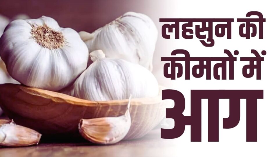 धनिया के बाद लहसुन नें ठोंका दोहरा शतक : महंगाई की क्रीज पर अब भी नाबाद