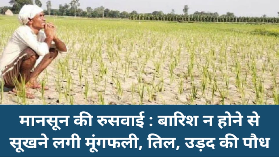 मानसून की रुसवाई : बारिश न होने से सूखने लगी मूंगफली, तिल, उड़द की पौध