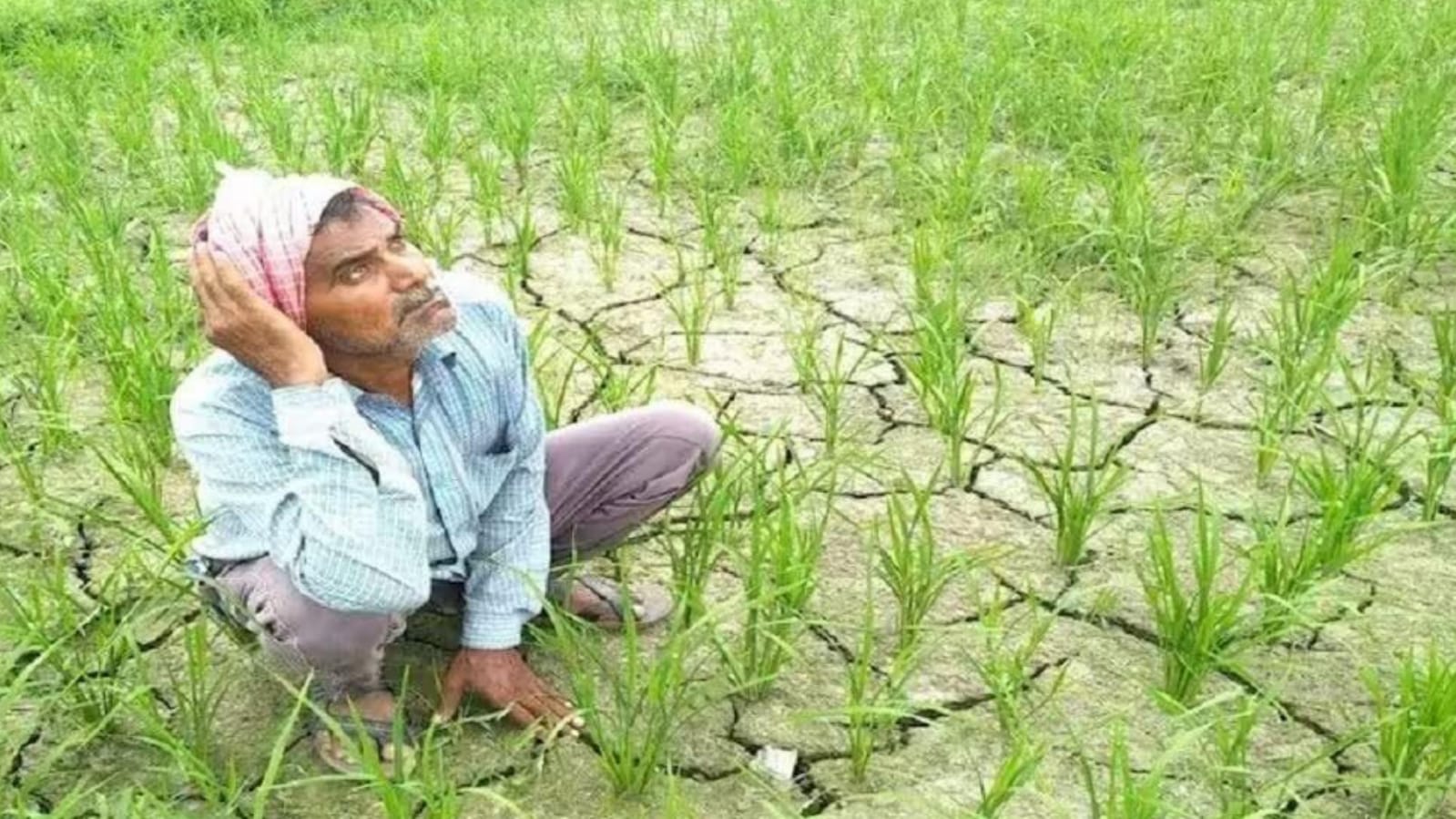 मानसून की रुसवाई : बारिश न होने से सूखने लगी मूंगफली, तिल, उड़द की पौध
