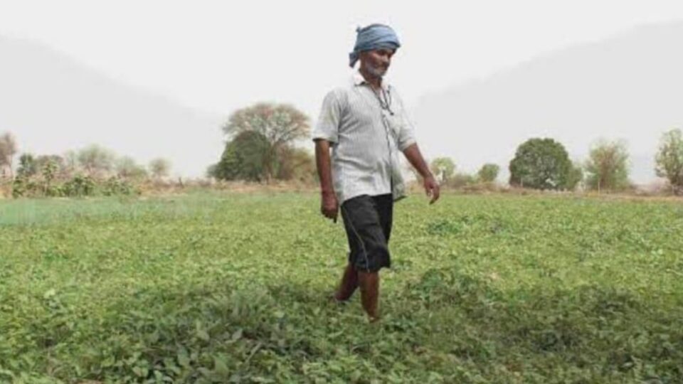 चित्रकूट मंडल के किसानों में मूंग की बहार: किसानों में है उत्साह