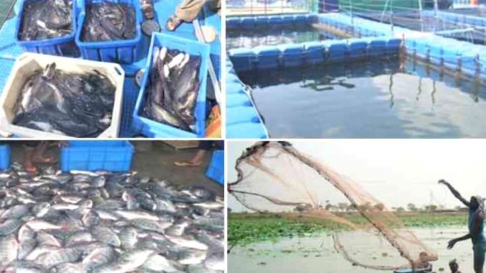 मत्स्य पालन विभागीय भ्रष्टाचार की शिकार ! धन हो रहा "गटक - गटक" !
