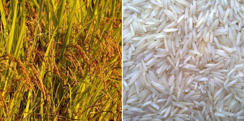 बांदा में फिर महकने लगी बासमती चावल की खुशबू: खेती में बंपर मुनाफा