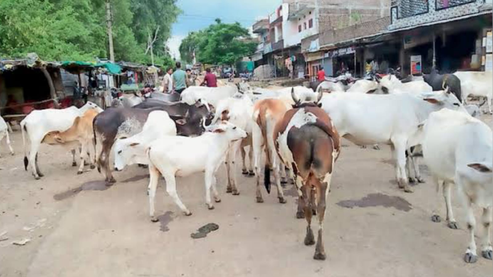बांदा जिले दल-दल में गौवंश: सरकारी संरक्षण में हो रहा है घोर अत्याचार ?