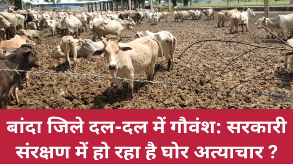 बांदा जिले दल-दल में गौवंश: सरकारी संरक्षण में हो रहा है घोर अत्याचार ?