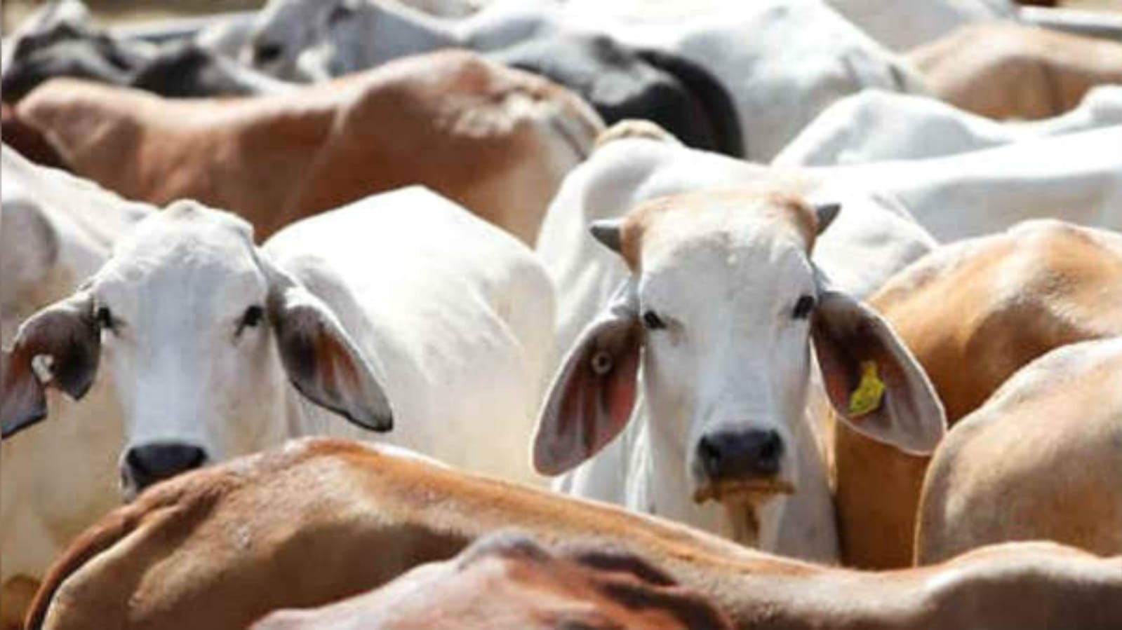 श्वेत क्रांति हो गई है बदहाल : युवावों के सपने बन गये "मुंगेरी लाल"