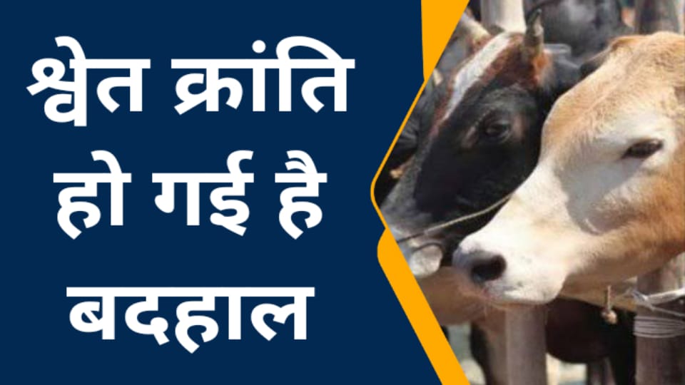 श्वेत क्रांति हो गई है बदहाल : युवावों के सपने बन गये "मुंगेरी लाल"