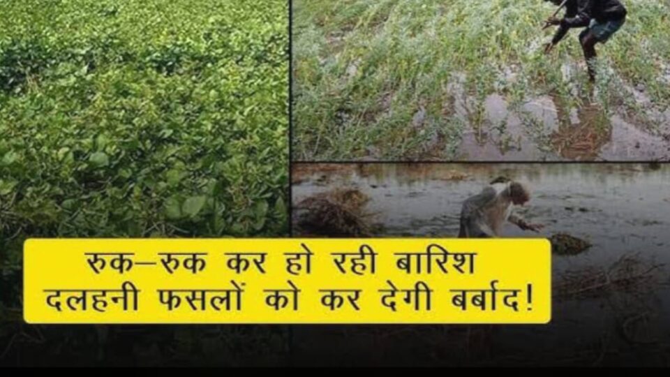 बारिश से दलहनी फसलें हुई चौपट : धान के लिये है मुफीद