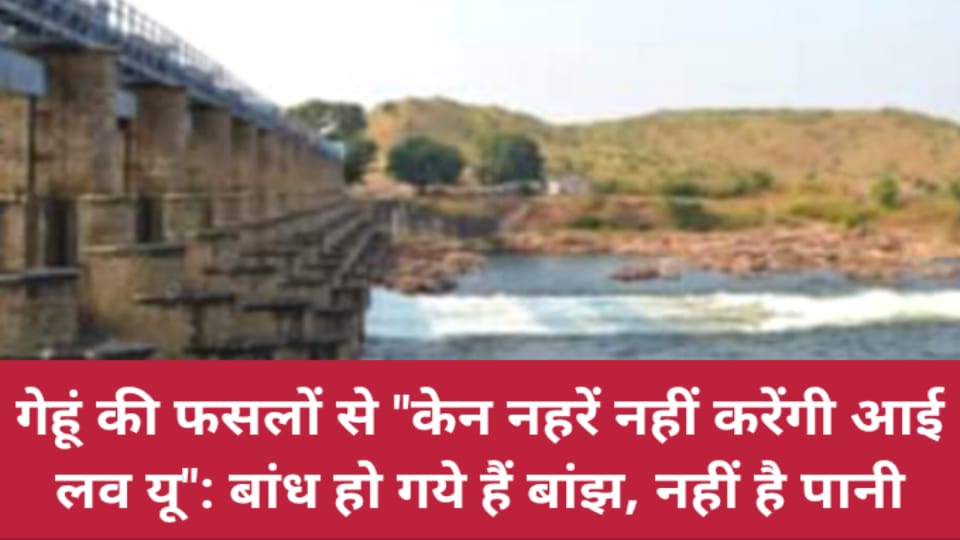 गेहूं की फसलों से "केन नहरें नहीं करेंगी आई लव यू": बांध हो गये हैं बांझ, नहीं है पानी