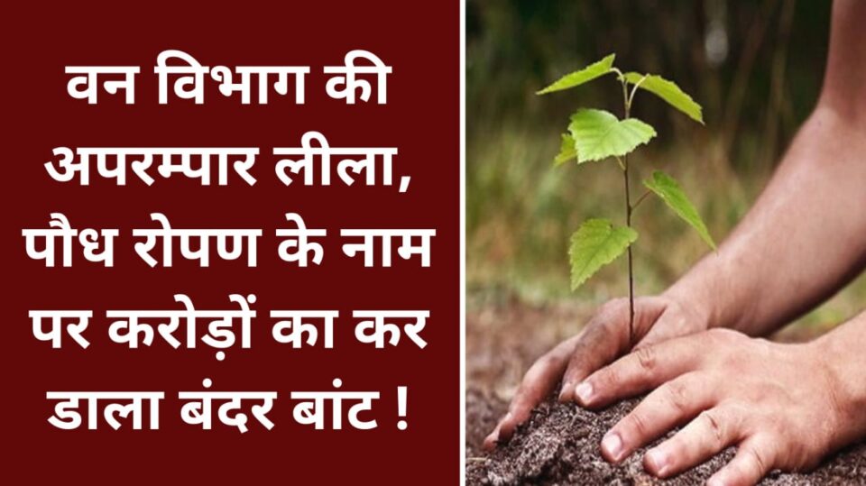 वन विभाग की अपरम्पार लीला : पौध रोपण के नाम पर करोड़ों का कर डाला बंदर बांट !