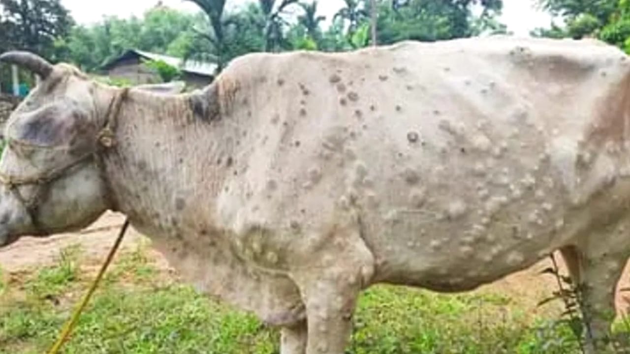 लंपी वायरस से पीड़ित गौवंशों के इलाज में लापरवाही : पशु डाक्टर कर रहे कमाई !