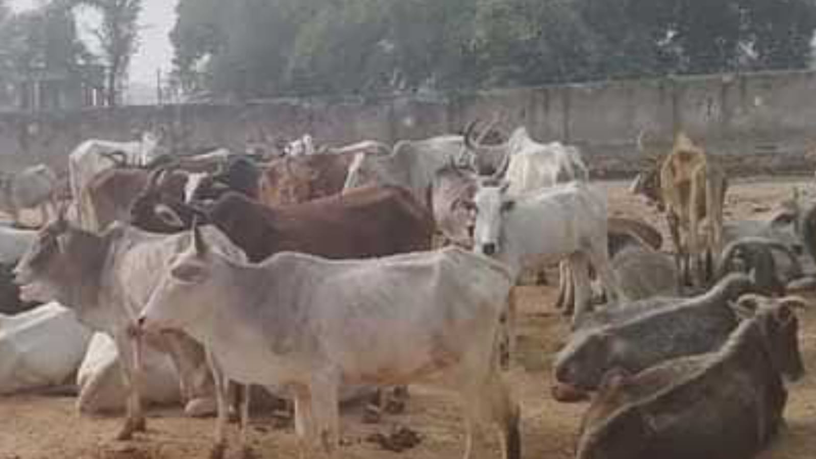 नगर पालिका बन गई हत्यारिन: कान्हा की गौशाला में मौत का तांडव, चार नें दम तोड़ा