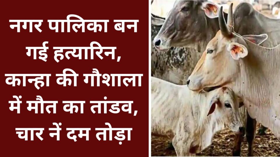 नगर पालिका बन गई हत्यारिन: कान्हा की गौशाला में मौत का तांडव, चार नें दम तोड़ा