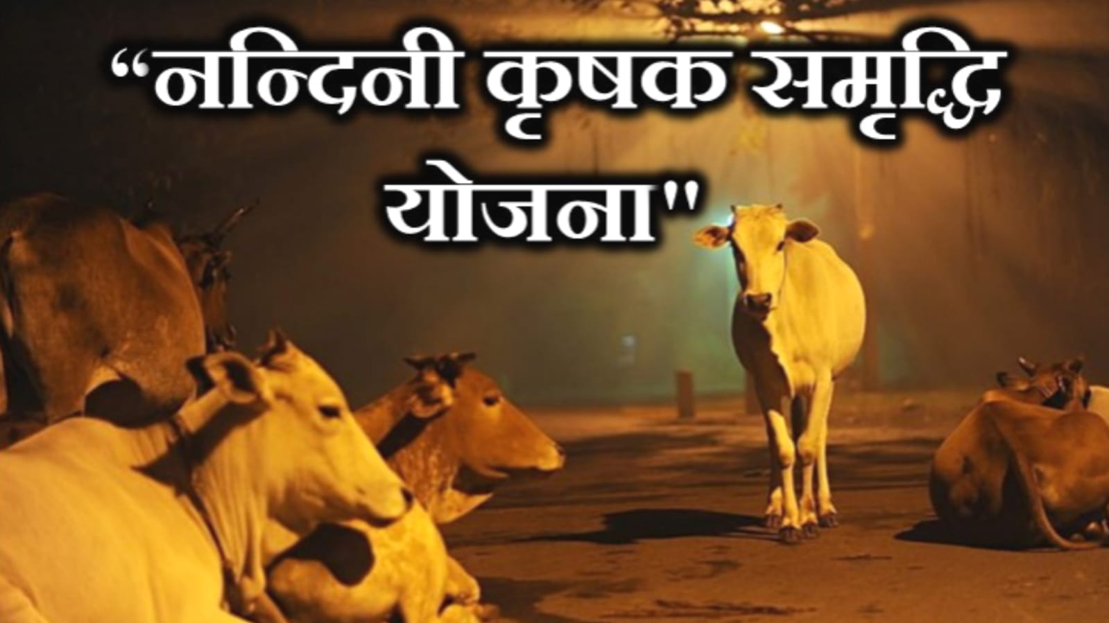 चित्रकूट मंडल में 35 करोड़ की लागत से डेयरी उद्योग की होगी स्थापना: कार्ययोजना हुई तैयार