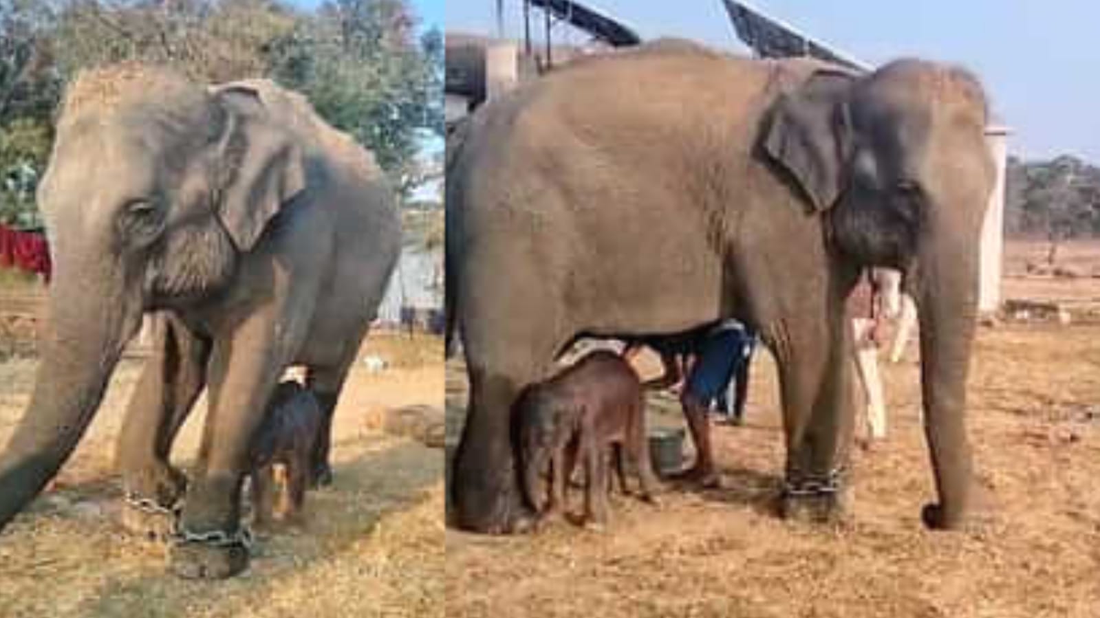 प्रकृति गा रही सोहर गीत:अनंती ने दिया बच्चे को जन्म, संख्या हुई बीस