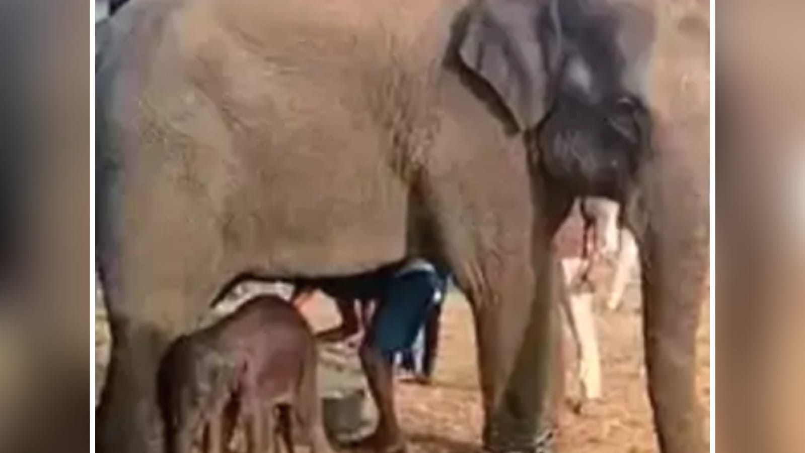 प्रकृति गा रही सोहर गीत:अनंती ने दिया बच्चे को जन्म, संख्या हुई बीस