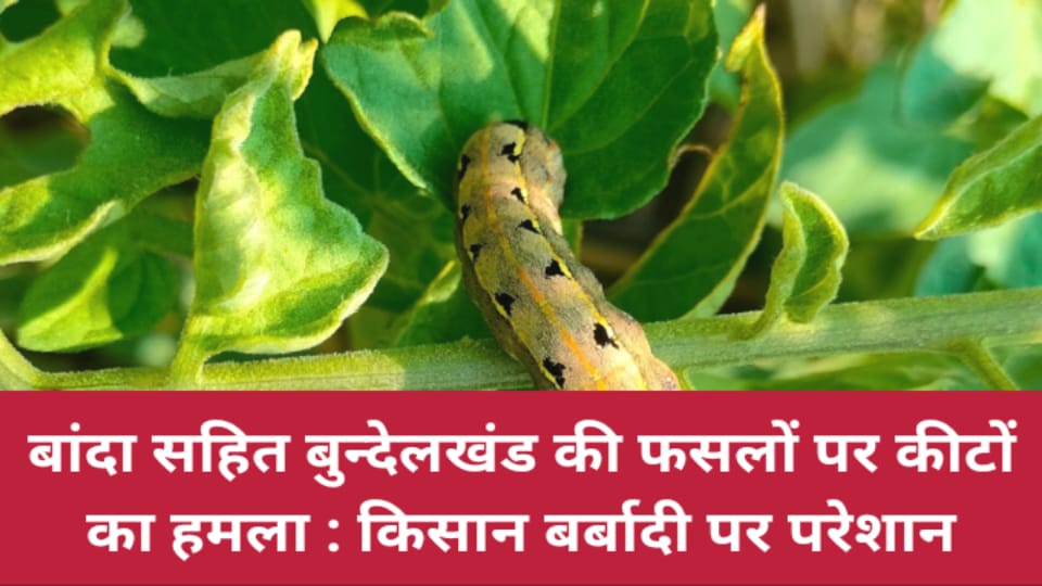 बांदा सहित बुंदेलखंड की फसलों पर कीटों का हमला : किसान बर्बादी पर परेशान