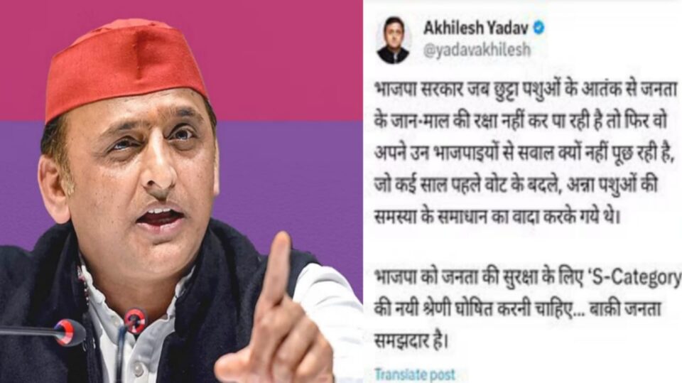अखिलेश यादव ने बांदा में "अन्ना साड़ों की जंग पर कसा तंज": भाजपा सरकार पर साधा निशाना