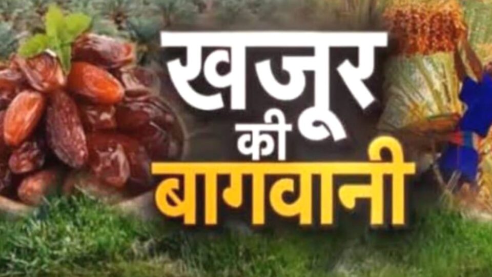 किसानों का खजाना भरेगा खजूर : बड़े-बड़े बोलेंगे "जी हजूर"
