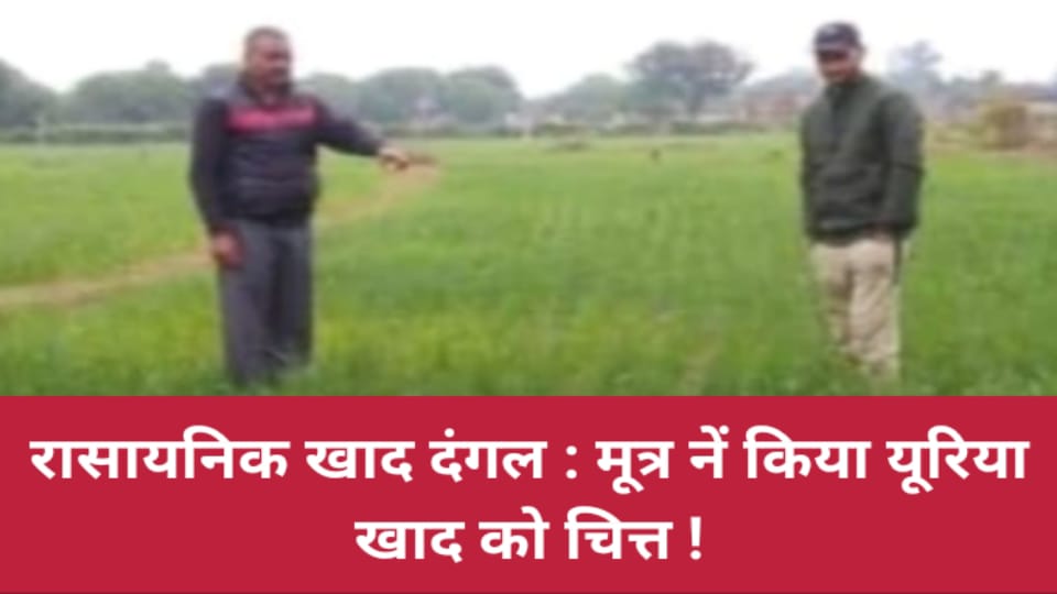 रासायनिक खाद दंगल : मूत्र नें किया यूरिया खाद को चित्त !