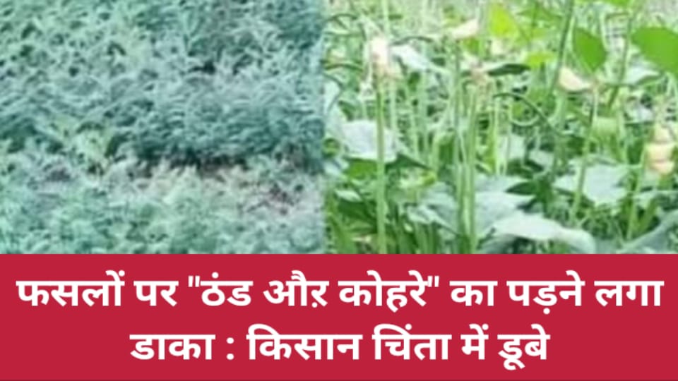 फसलों पर ठंड औऱ कोहरे का पड़ने लगा डाका : किसान चिंता में डूबे