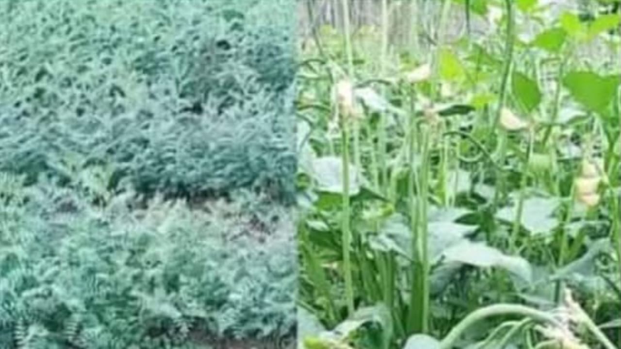 फसलों पर ठंड औऱ कोहरे का पड़ने लगा डाका : किसान चिंता में डूबे