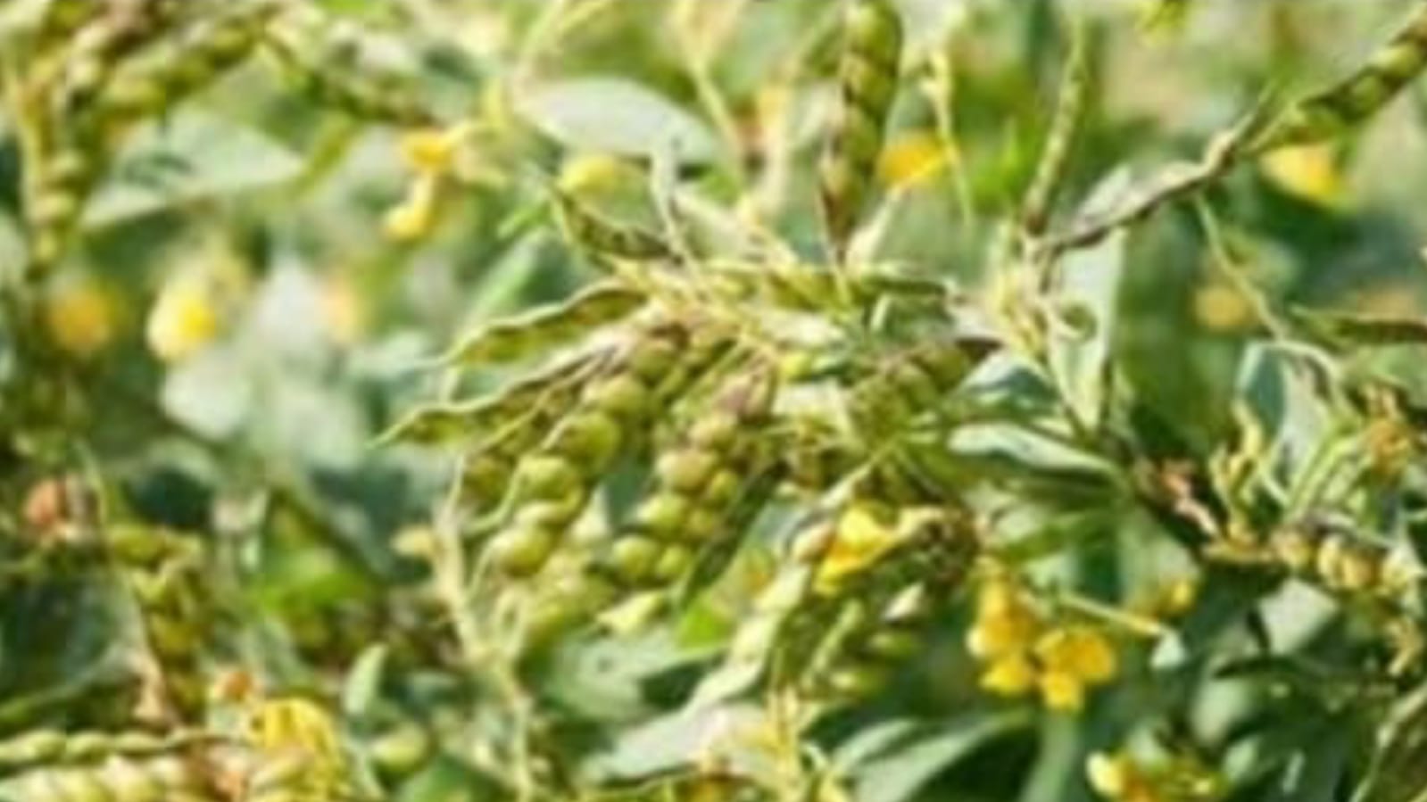 बुंदेलखंड की होगी "बल्ले -बल्ले" : अरहर दाल विश्व को कर देगी "स्वस्थ एवं मस्त" !