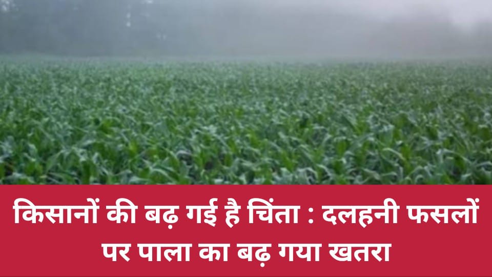 किसानों की बढ़ गई है चिंता : दलहनी फसलों पर पाला का बढ़ गया खतरा