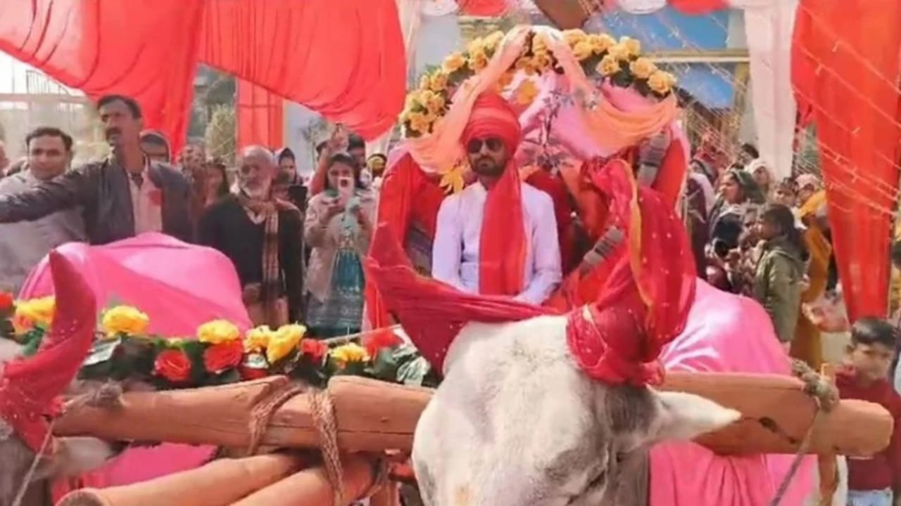 बुंदेलखंड की पारंपरिक विदाई: लक्जरी गाड़ी की जगह फूलों से सजी बैलगाड़ी, दूल्हे ने थामी लगाम