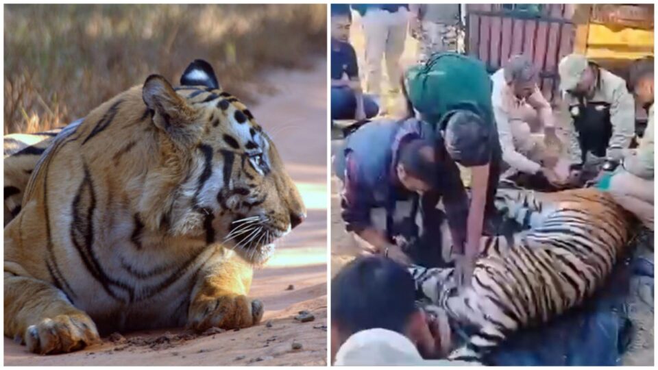 बाघों की बढ़ती संख्या के बीच "पुनर्वास": बाघिन को शिवपुरी के जंगलों में मिला नया घर