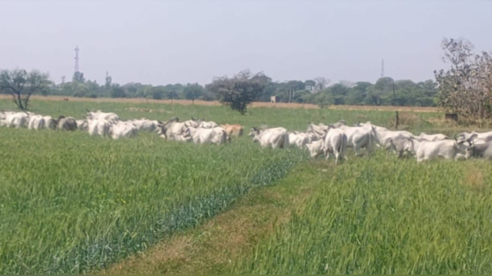 अन्ना जानवरों के आतंक से किसान परेशान: बड़े आंदोलन की दी चेतावनी