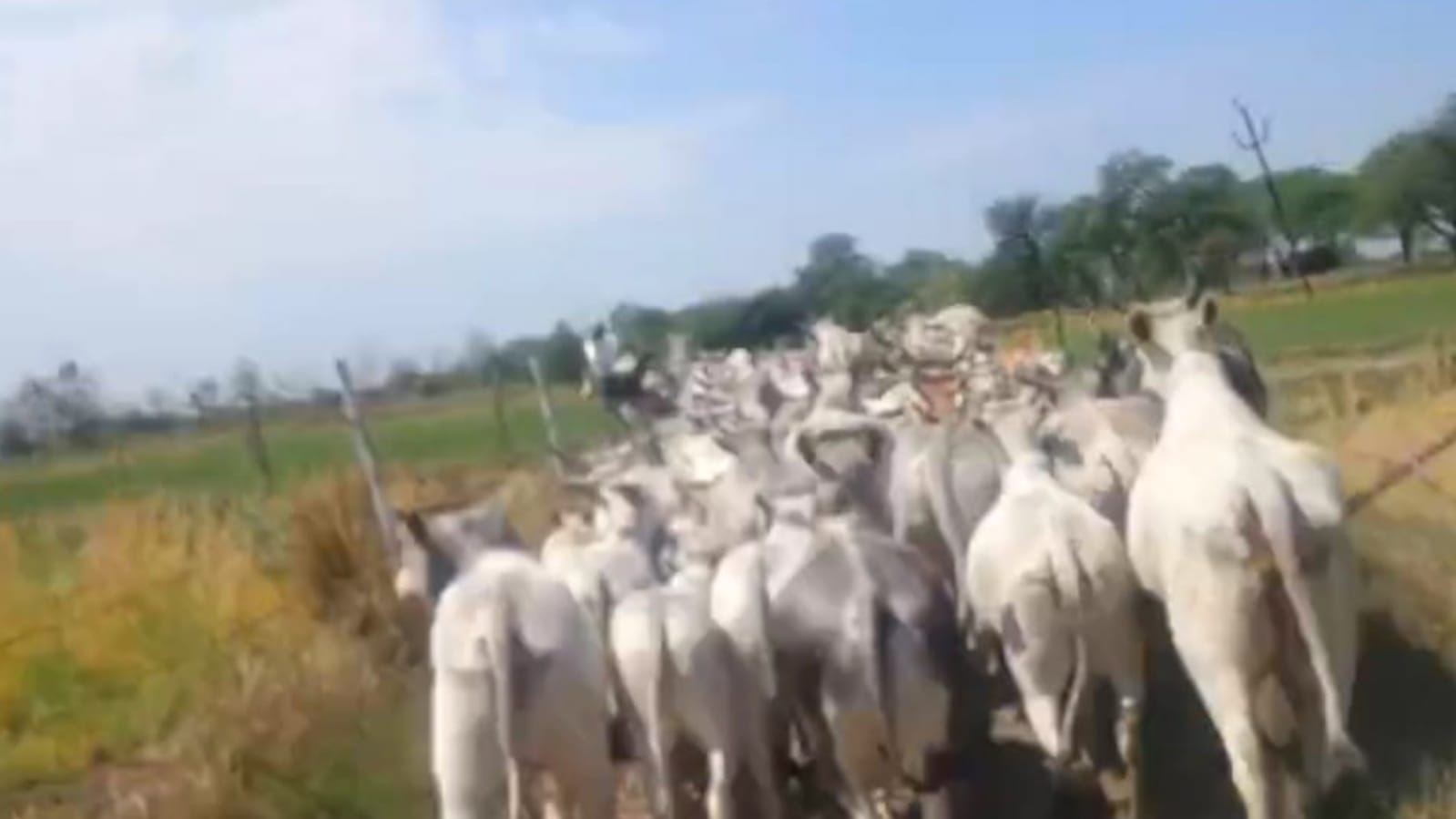 अन्ना जानवरों के आतंक से किसान परेशान: बड़े आंदोलन की दी चेतावनी
