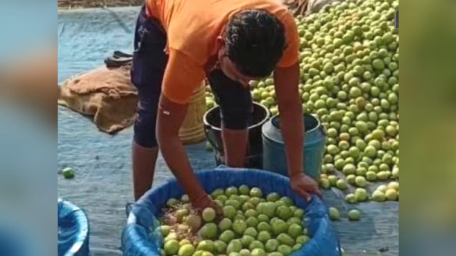 दस रुपये में मौत का सौदा ! बाजार में बिक रहा जहरीला टमाटर ?