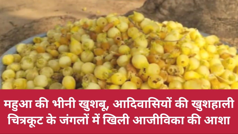 महुआ की खुशबू, आदिवासियों की खुशहाली: चित्रकूट के जंगलों में खिली आजीविका की आशा