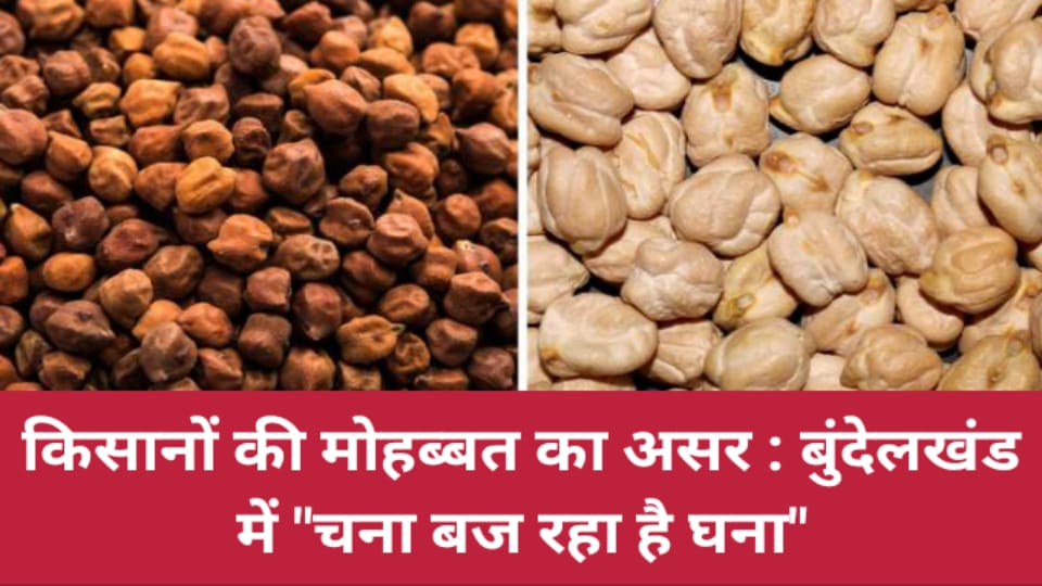 किसानों की मोहब्बत का असर : बुंदेलखंड में "चना बज रहा है घना"