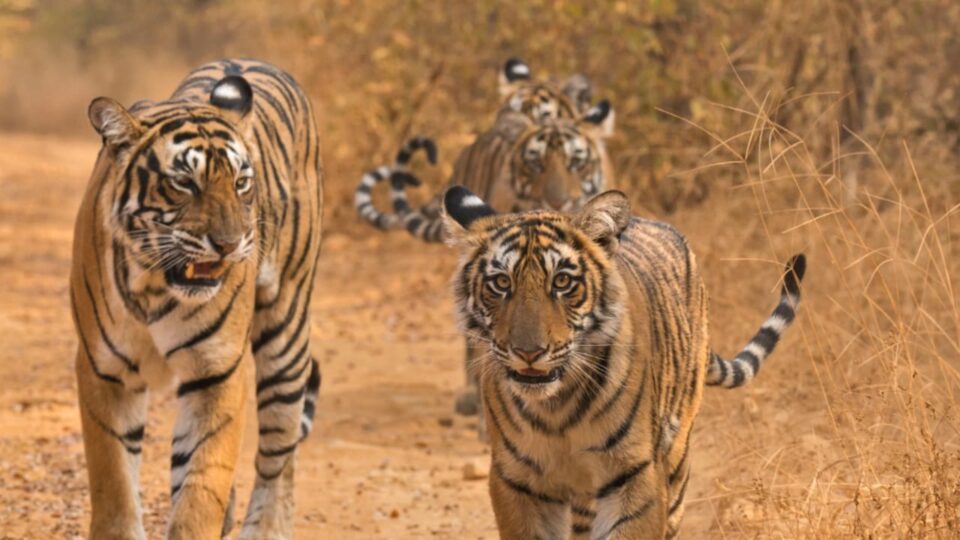 बाघ की दहाड़ से गूंजेगा चित्रकूट: रानीपुर टाइगर रिजर्व बना बुंदेलखंड का विकास का पैमाना