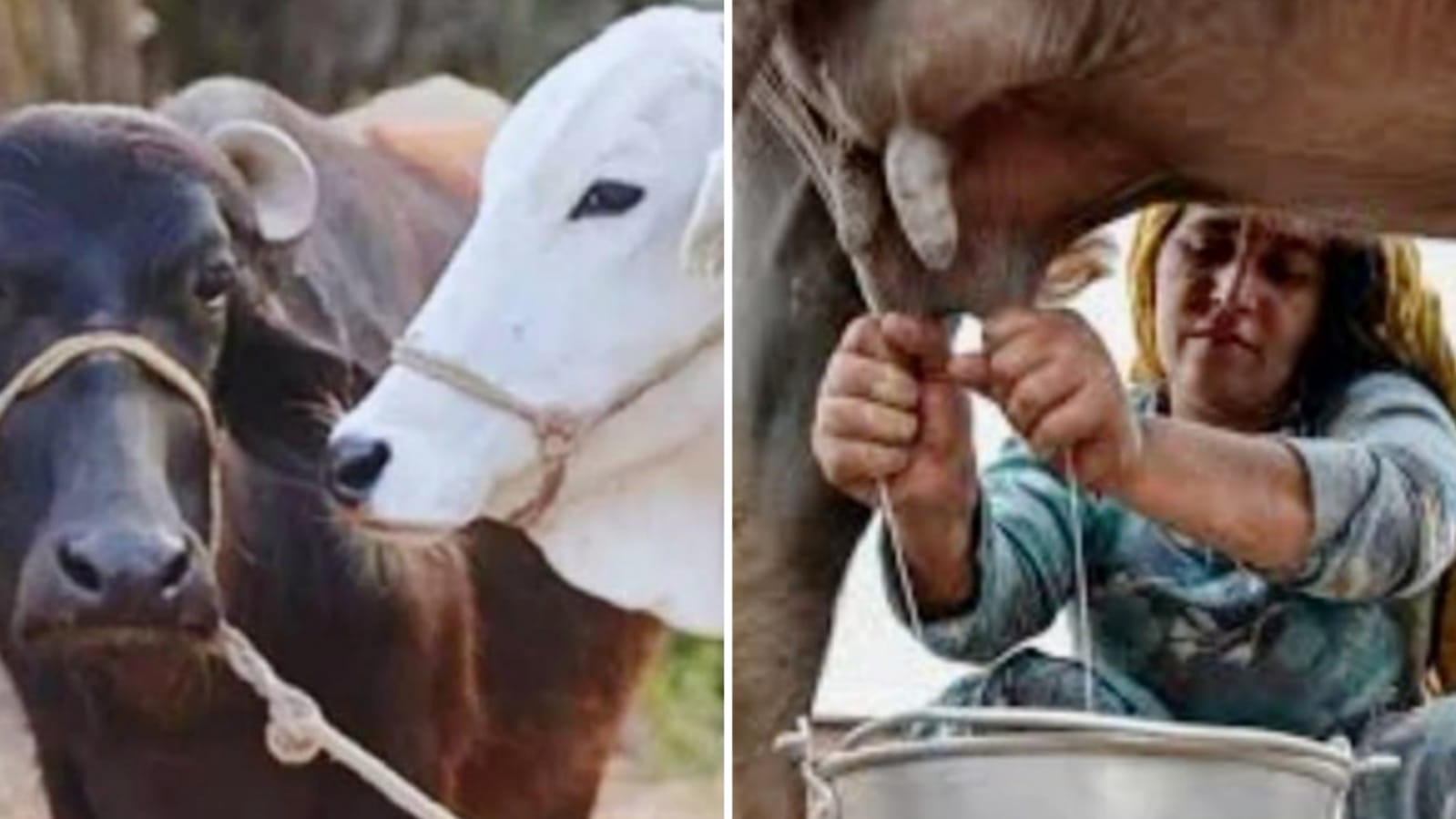 दुधारू पशु हुये कंगाल : मौत नें कसा शिकंजा, पशुपालक कर रहे “हाय -राम” !