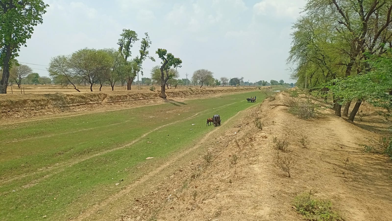 बाप रे बाप, गौवंश प्यास से हैं बेहाल : अधिकांश नहर तालाब सूखे