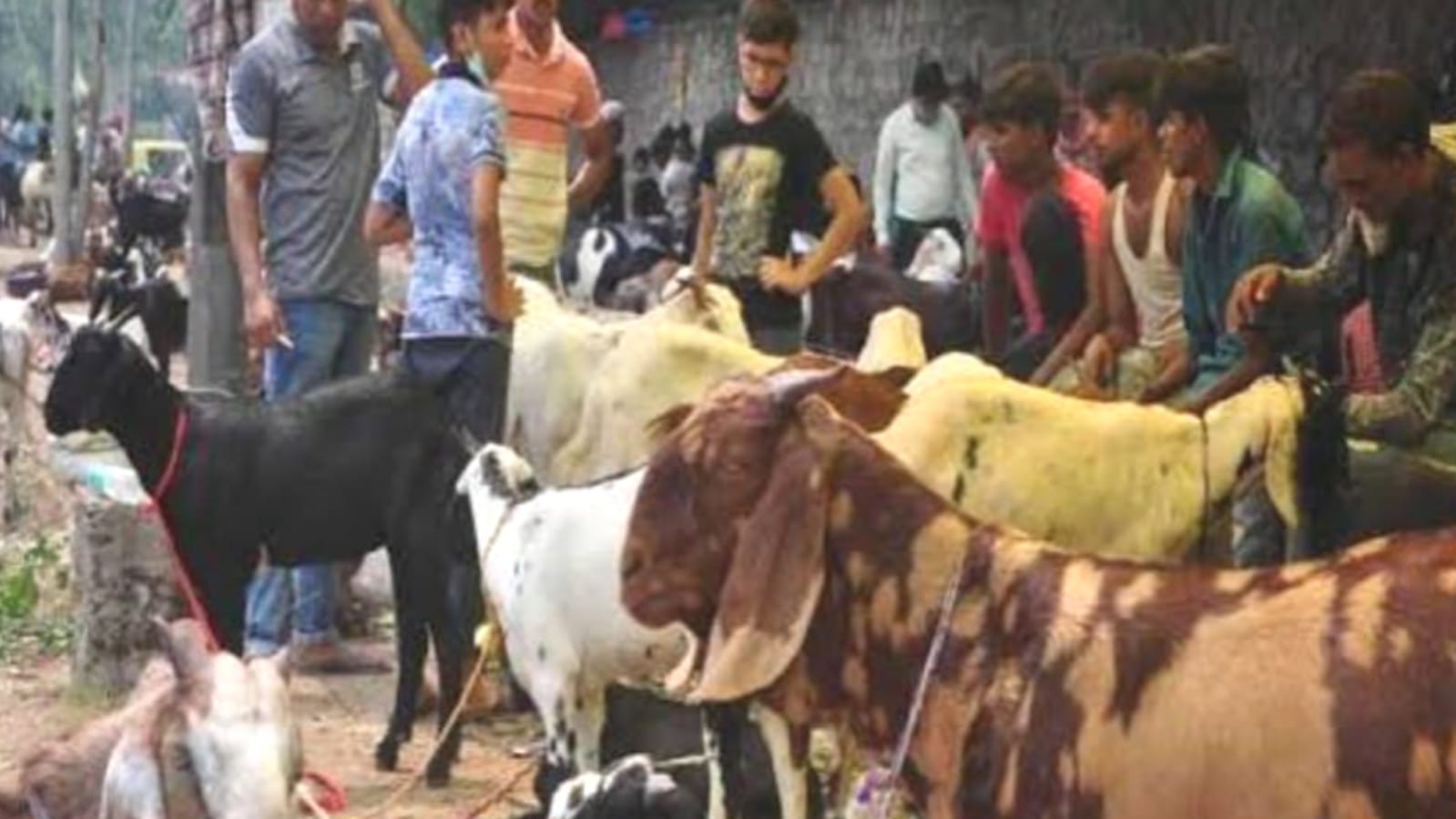 पचहत्तर हजार तक बिक रहा दुंबा, 1.20 लाख में तोतापुरी; बकरा मंडी में रौनक