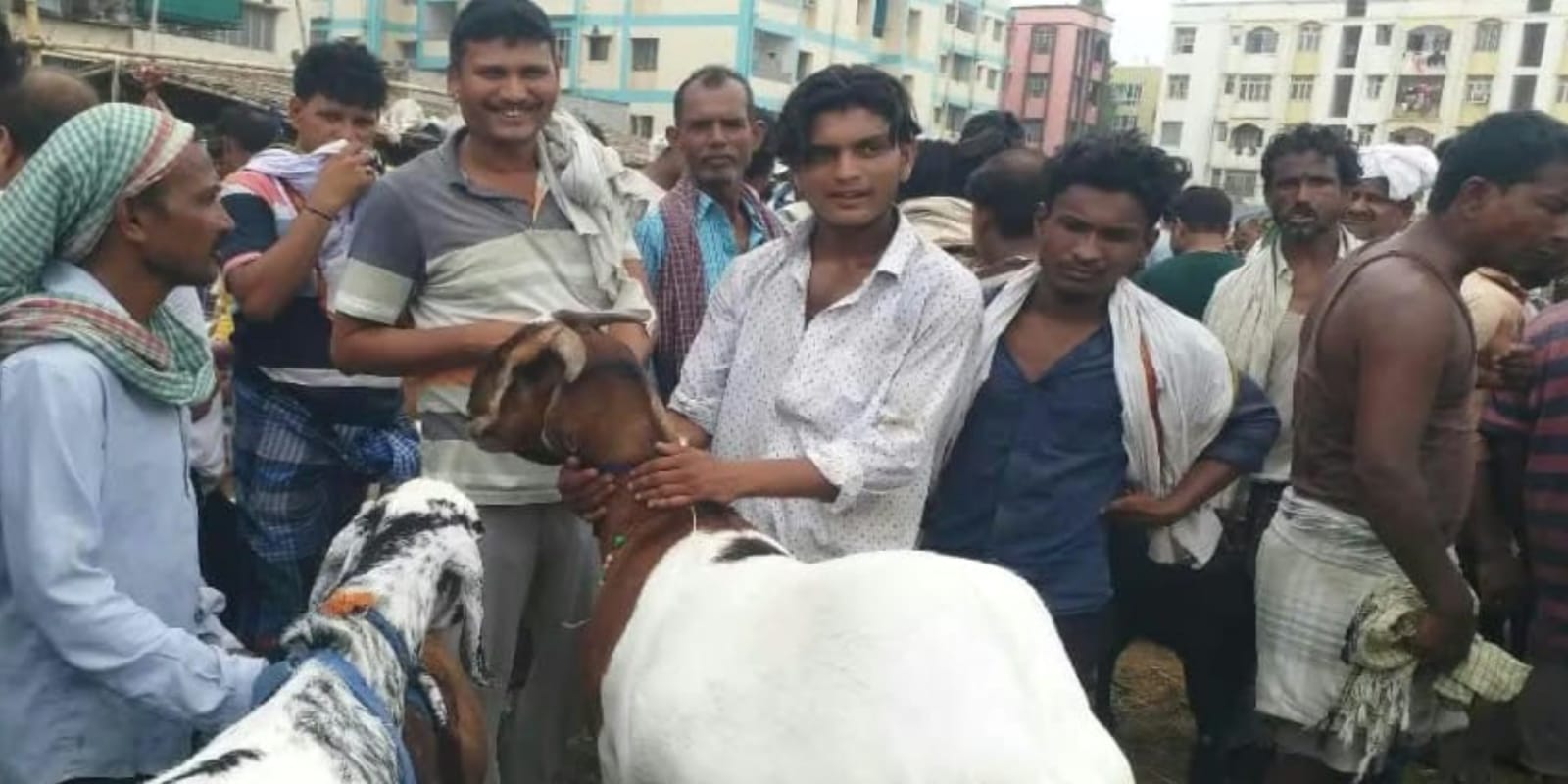 पचहत्तर हजार तक बिक रहा दुंबा, 1.20 लाख में तोतापुरी; बकरा मंडी में रौनक